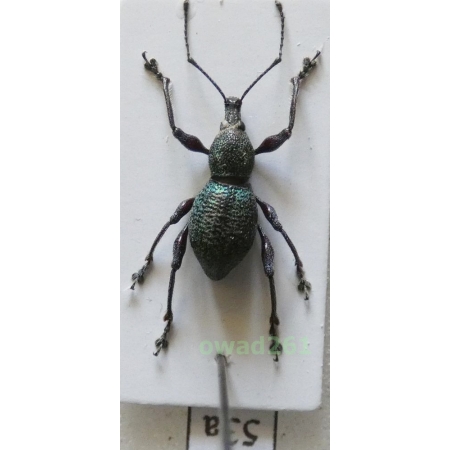 Neopyrgops sp. Heller, 1913 Philippines53a